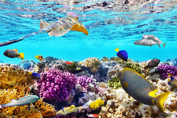 Half Day Private Snorkeling Tour in Maafushi Island