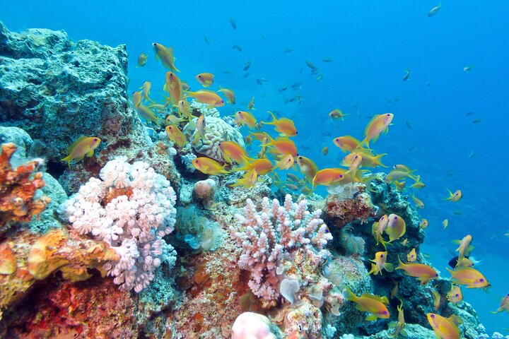 Half Day Private Snorkeling Tour in Maafushi Island