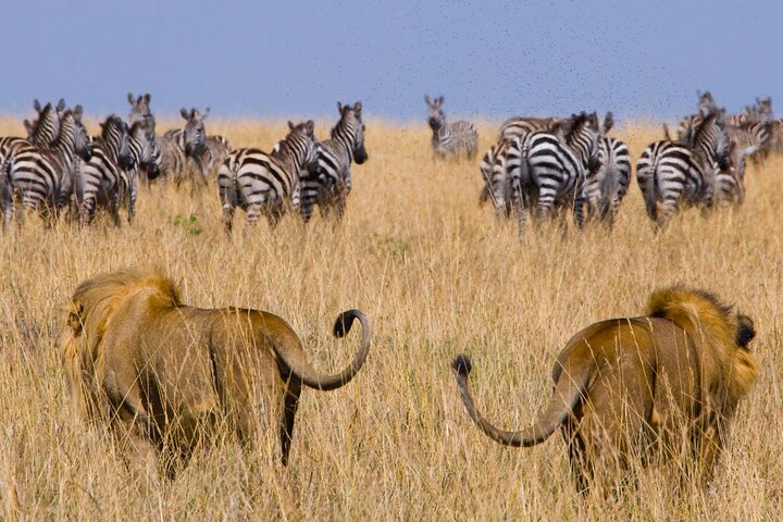 Affordable 3-Day Safari to Serengeti & Ngorongoro Crater