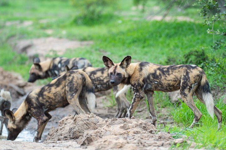 Affordable 3-Day Safari to Serengeti & Ngorongoro Crater