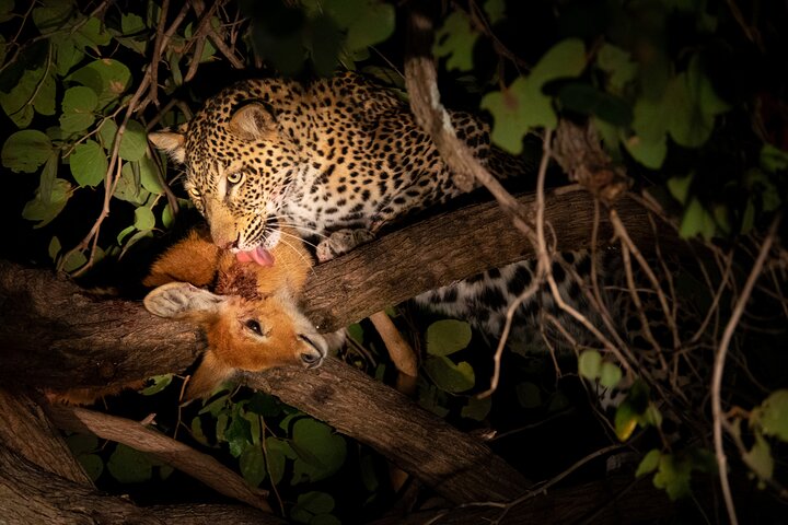 Affordable 3-Day Safari to Serengeti & Ngorongoro Crater