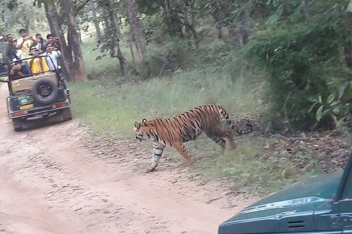 Panna National Park and Tiger Reserve Jeep Safari from Khajuraho