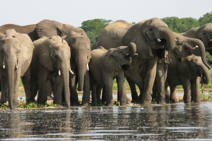 Chobe Day Trip Safari from Livingstone