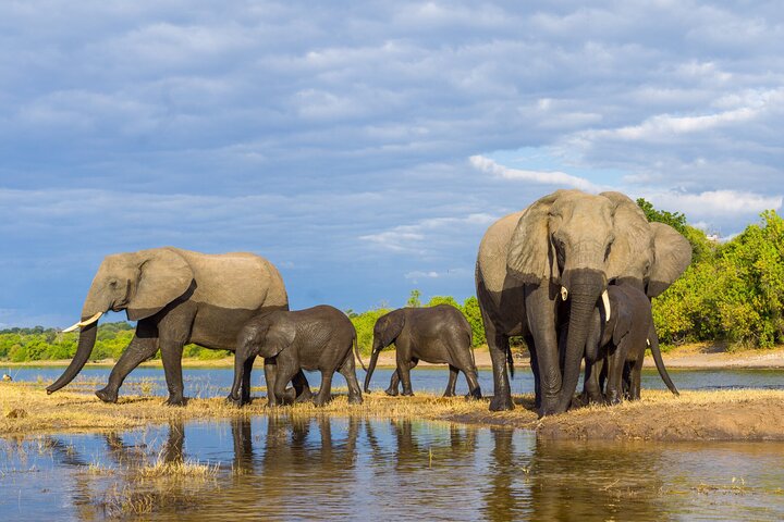 Chobe Day Trip Safari from Livingstone