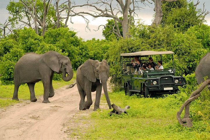 Chobe Day Trip Safari from Livingstone