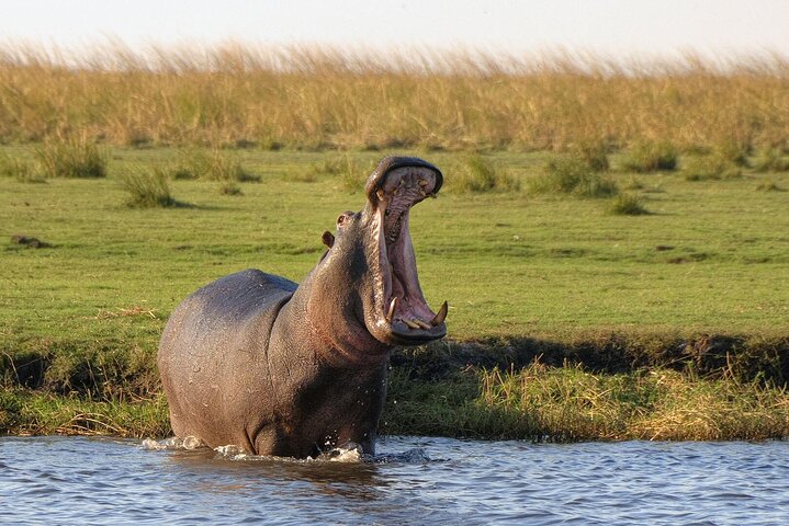 Chobe Day Trip Safari from Livingstone