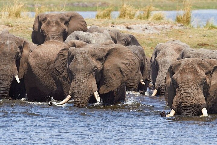 Chobe Day Trip Safari from Livingstone