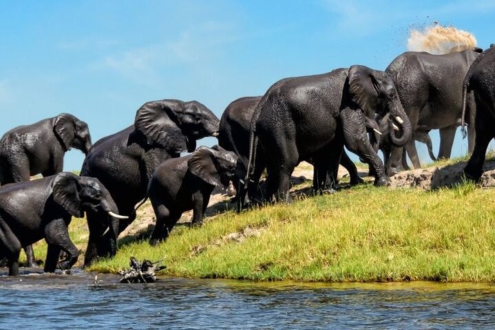 Chobe Day Trip Safari from Livingstone