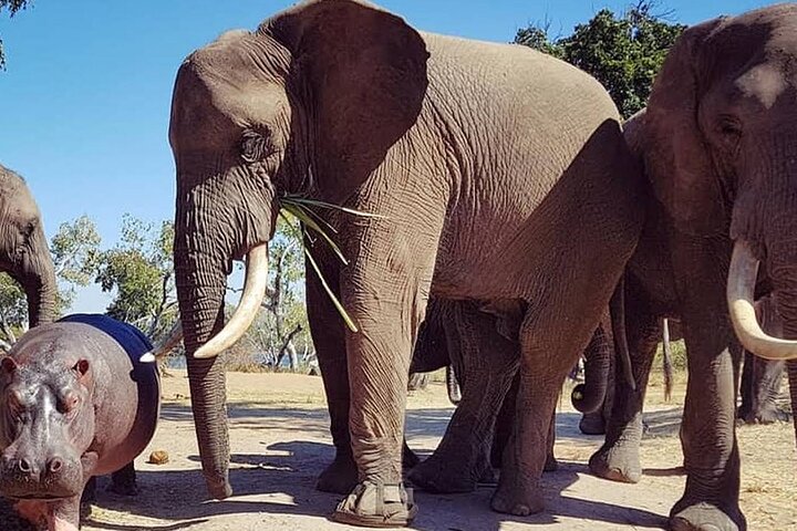 Chobe Day Trip Safari from Livingstone