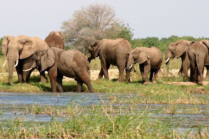 Chobe Day Trip Safari from Livingstone