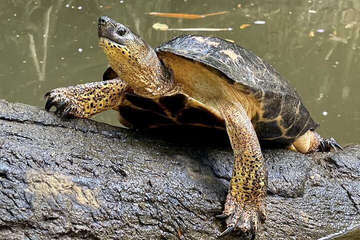 Puerto Viejo Sloth Jungle and River Kayaking Tour
