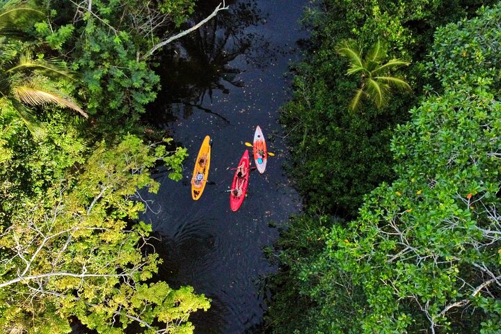 Puerto Viejo Sloth Jungle and River Kayaking Tour