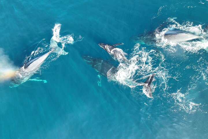 Noosa Ocean Adventures: Whale Watch