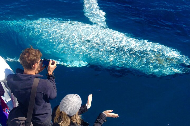 Noosa Ocean Adventures: Whale Watch