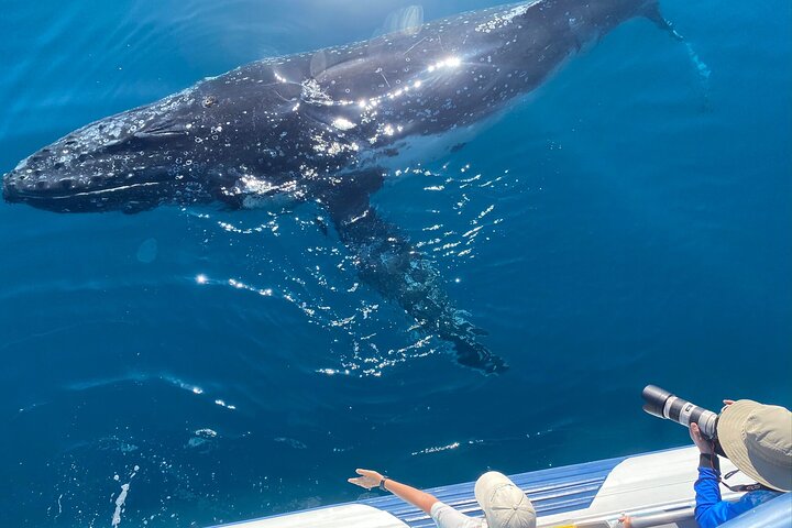 Noosa Ocean Adventures: Whale Watch