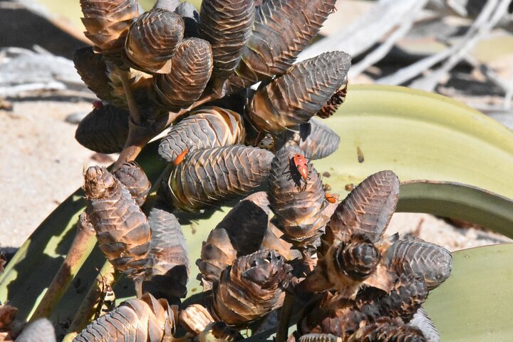 Sandwich harbour and Welwitschia Tour