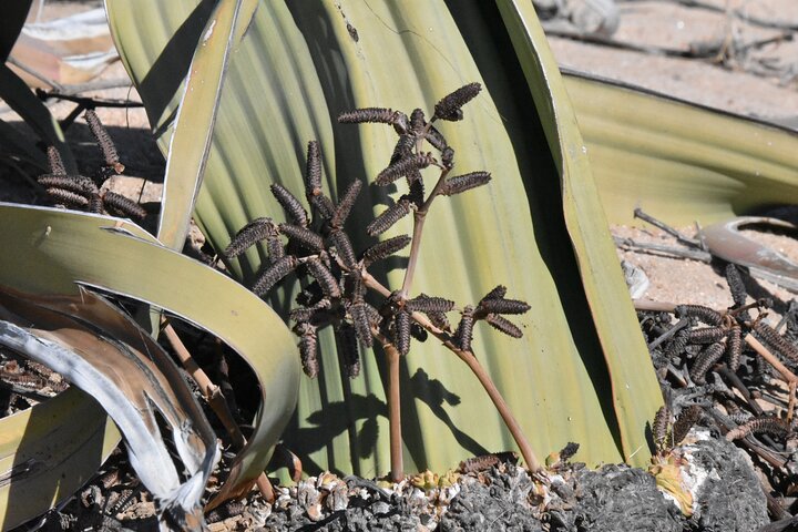 Sandwich harbour and Welwitschia Tour