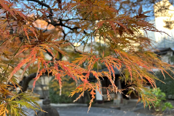 Explore Kichijoji: Walk Through One of Tokyo’s Beloved Districts