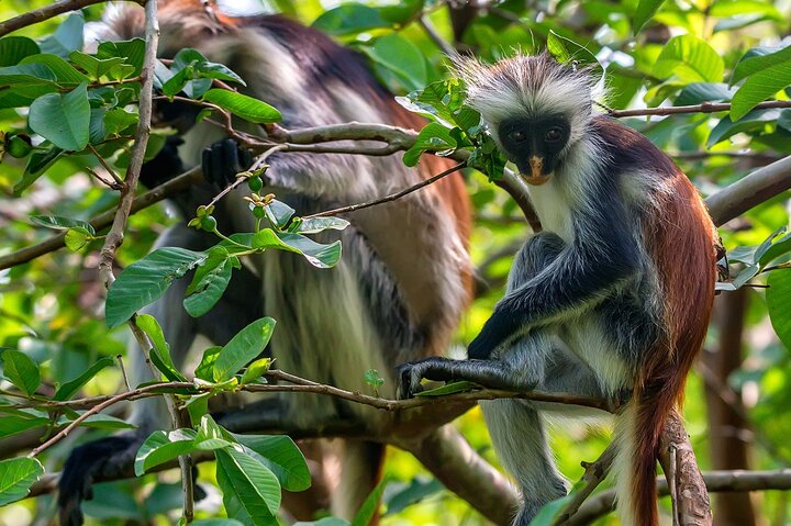 Full-day Tour Mnemba Jozani Forest Kuza Cave Paje Beach The Rock