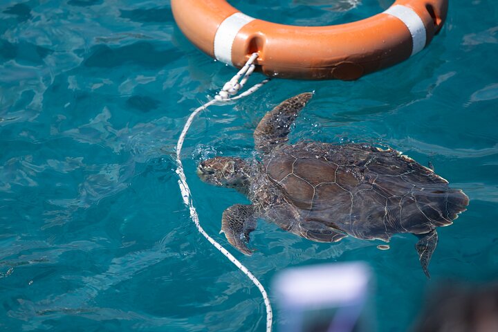 From Protaras: Turtle Cove & Blue Lagoon Cruise