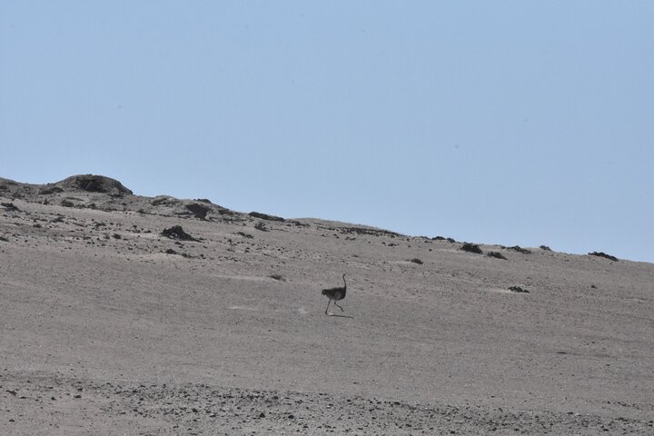 Sandwich harbour and Welwitschia Tour