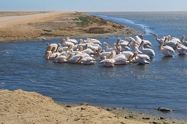 Sandwich harbour and Welwitschia Tour