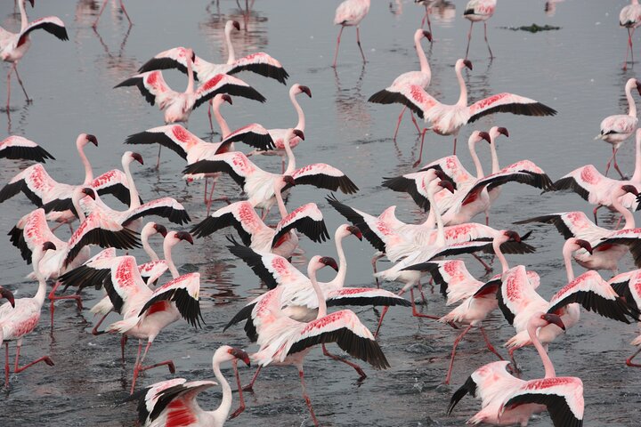 Sandwich harbour and Welwitschia Tour