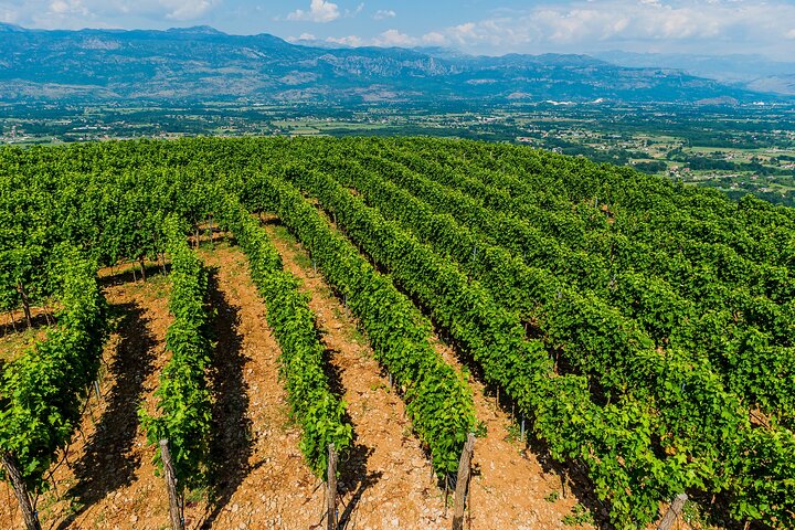 Private Wine Tasting Activity at Lipovac Winery
