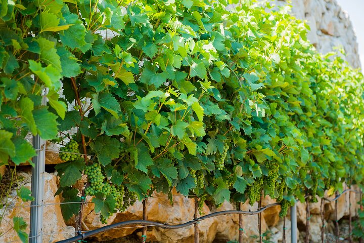 Private Wine Tasting Activity at Lipovac Winery