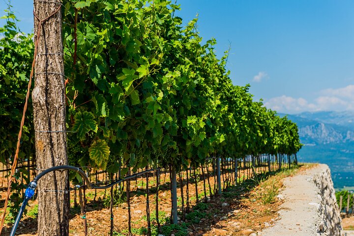 Private Wine Tasting Activity at Lipovac Winery