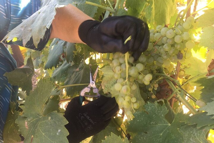 Olive Mill and Winery Experience at Castiglione in Teverina