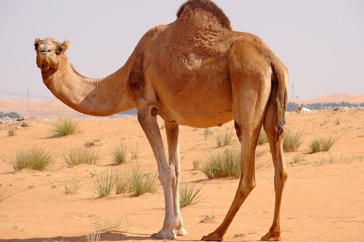 Dubai Morning 4 Hrs Safari Sharing Jeep Sand Boarding &Camle Ride