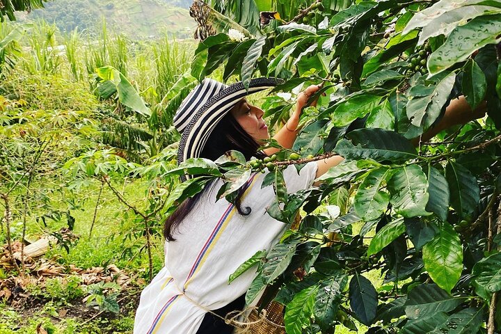 Coffee tour in Medellín with tastings and transportation