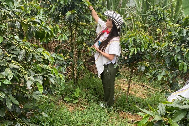 Coffee tour in Medellín with tastings and transportation