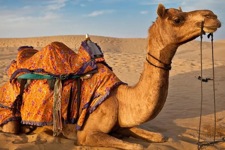 Riyadh Red Sand Dunes 4x4 (Camel Ride, Quad biking, Old Palace)