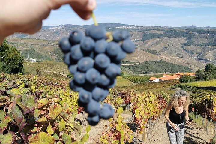 Full Day Private Tour to Douro - Vintage Experience