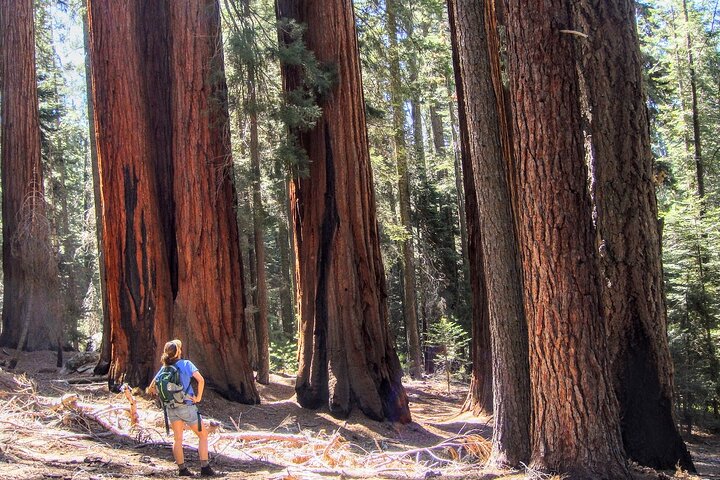 Giant Sequoia Private Tour