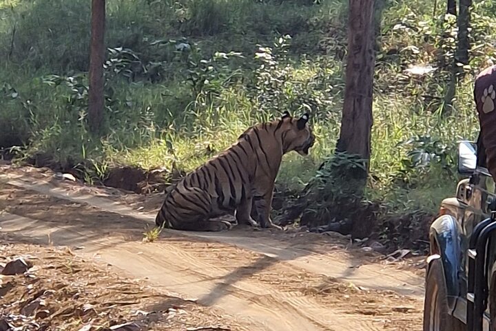 Panna National Park and Tiger Reserve Jeep Safari from Khajuraho