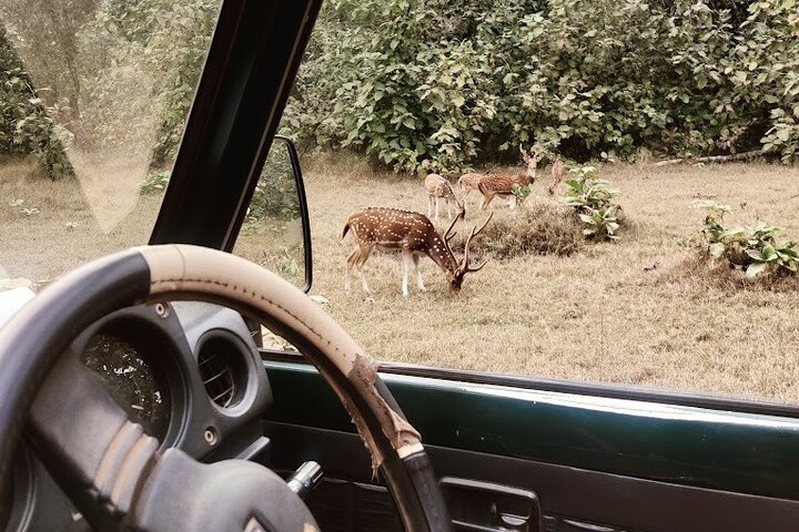 Panna National Park and Tiger Reserve Jeep Safari from Khajuraho