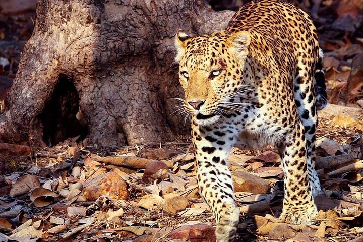 Panna National Park and Tiger Reserve Jeep Safari from Khajuraho
