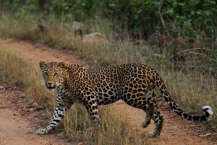 Panna National Park and Tiger Reserve Jeep Safari from Khajuraho