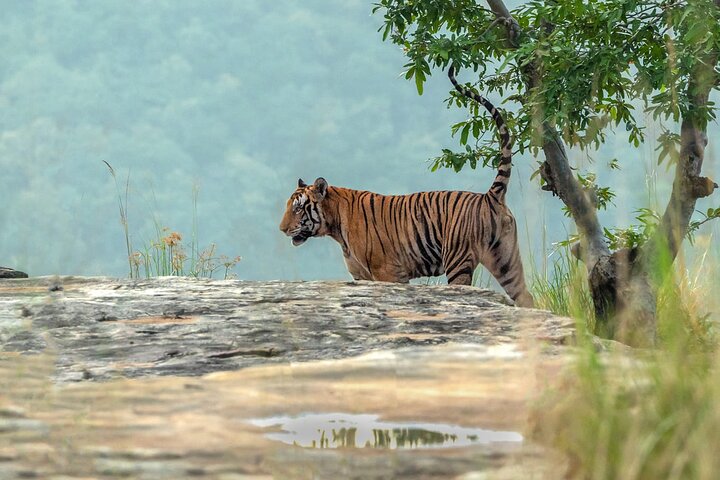 Panna National Park and Tiger Reserve Jeep Safari from Khajuraho