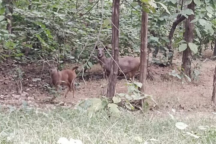 Panna National Park and Tiger Reserve Jeep Safari from Khajuraho