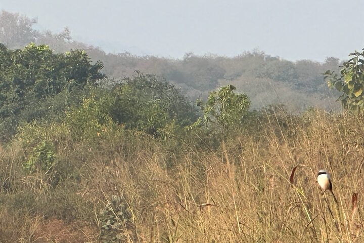 Panna National Park and Tiger Reserve Jeep Safari from Khajuraho