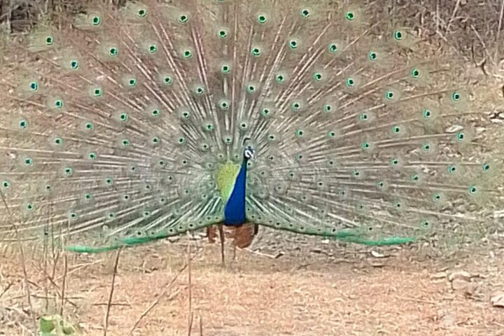 Panna National Park and Tiger Reserve Jeep Safari from Khajuraho