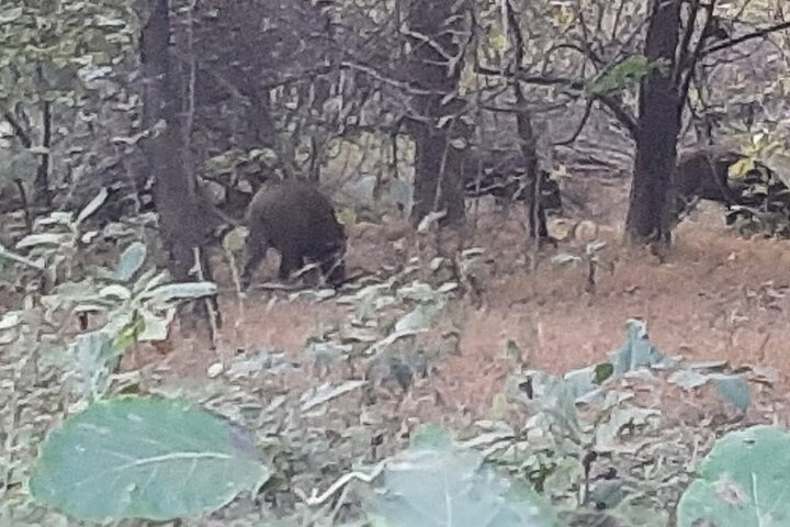 Panna National Park and Tiger Reserve Jeep Safari from Khajuraho