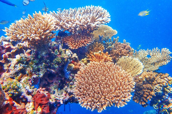 Snorkeling in Menjangan Island with Pickup and Lunch