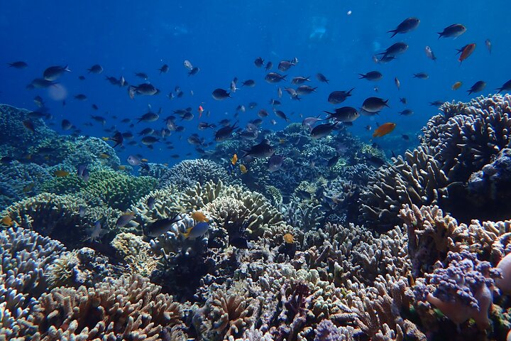 Snorkeling in Menjangan Island with Pickup and Lunch