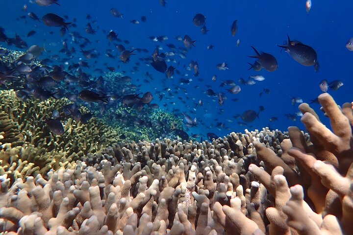 Snorkeling in Menjangan Island with Pickup and Lunch