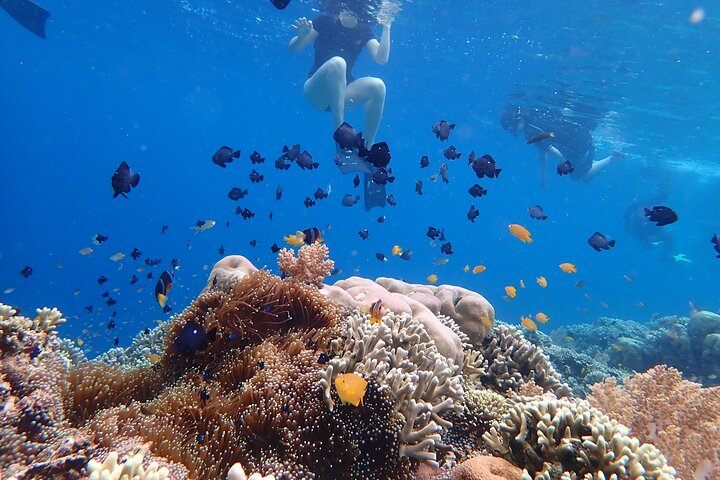 Snorkeling in Menjangan Island with Pickup and Lunch